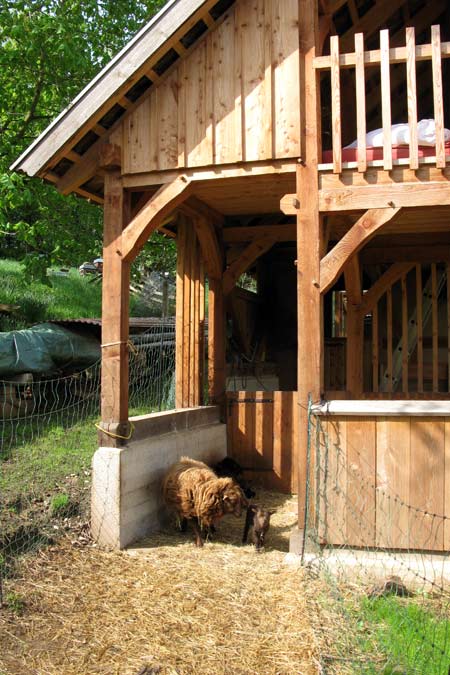 Fachwerk Stall mit Ouessant-Schafen