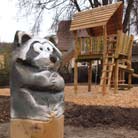 Waschbär in Kaufungen